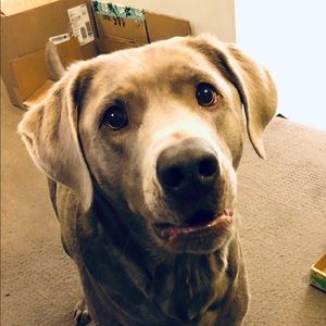 Meet your Posher, Brianne